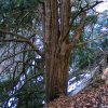 040206Brunhilde